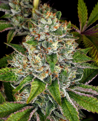 Picture of Do-Si-Dos Feminized Seeds