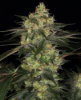 Picture of Chemdawg Feminized Seeds