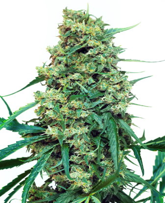 Picture of Blue Cheese Feminized Seeds