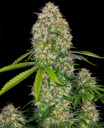 Picture of Critical Skunk Feminized Seeds
