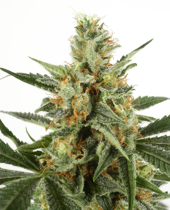 Picture of WSS Skunk Automatic Seeds