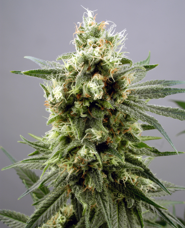 Picture of Diesel Haze Automatic Seeds
