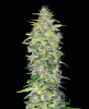 Picture of Northern Lights Automatic Seeds