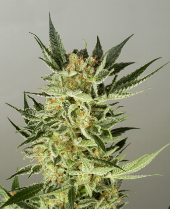 Picture of AK48 Automatic Seeds