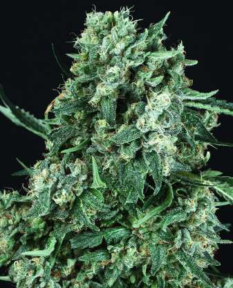 Picture of OG Kush Automatic Seeds