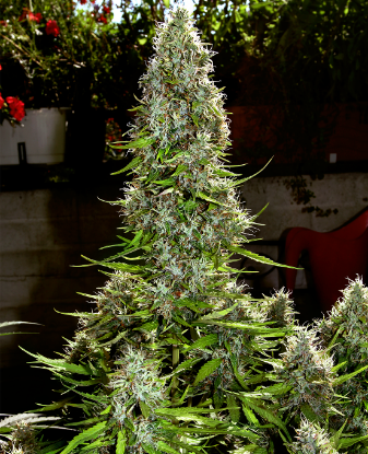 Picture of Swiss Dream Automatic Seeds