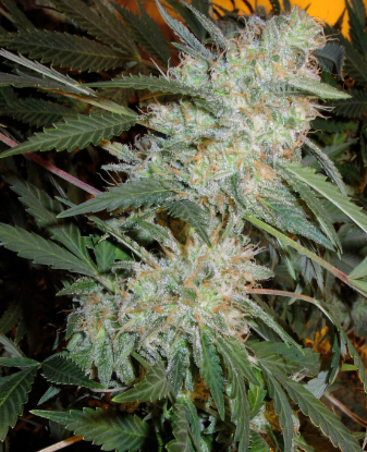 Picture of Critical Mass Automatic Seeds