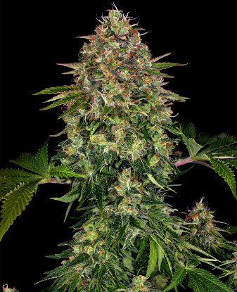 Picture of Auto CBD Automatic Seeds