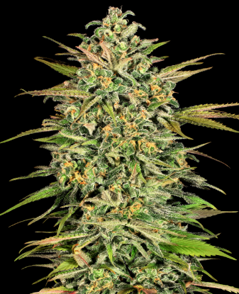 Picture of Cookie Kush XXL Automatic Seeds