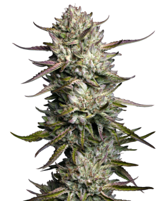 Picture of Purple Berry Muffinz Feminized Seeds
