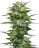 Picture of Pineapple Kush Cake Automatic Seeds