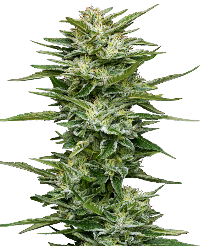 Picture of Pineapple Kush Cake Automatic Seeds