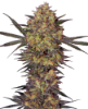 Picture of The Bird Feminized Seeds