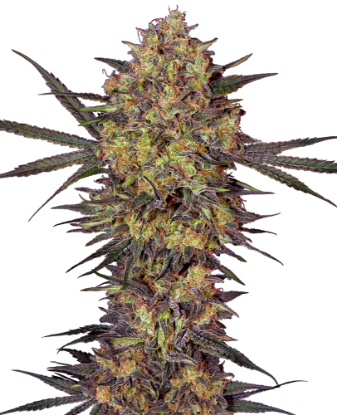 Picture of The Bird Feminized Seeds