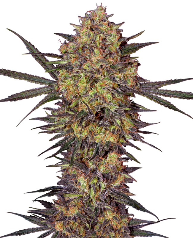 Picture of The Bird Feminized Seeds