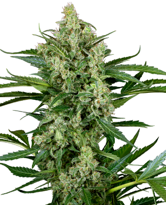 Picture of Choco Automatic Seeds