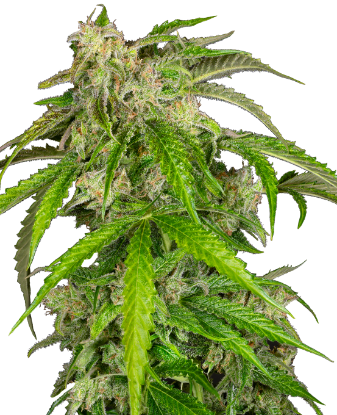 Picture of Glamour Automatic Seeds