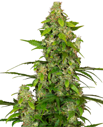 Picture of Gorillaz Automatic Seeds