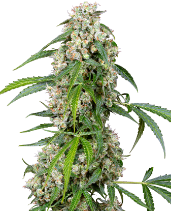 Picture of Pineapple Automatic Seeds