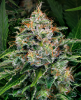 Picture of Ice Feminized Seeds