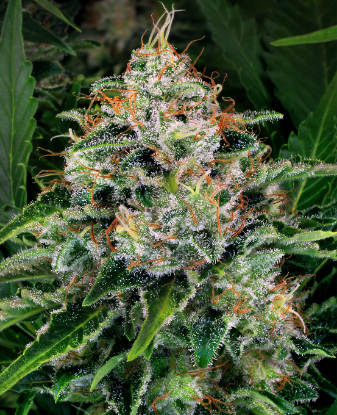 Picture of Ice Feminized Seeds