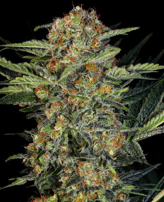 Picture of Northern Lights Feminized Seeds