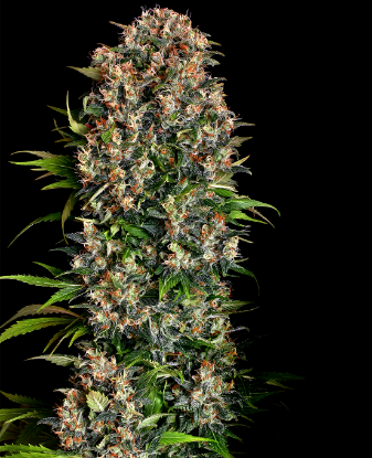Picture of Big Bud Feminized Seeds