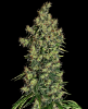Picture of Mexican Haze Feminized Seeds