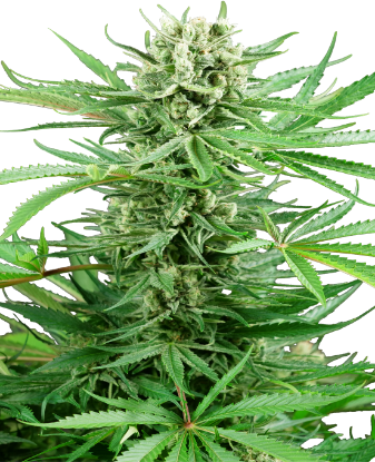 Picture of Papi Chulo OG Feminized Seeds