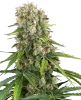 Blue Sunset Feminized