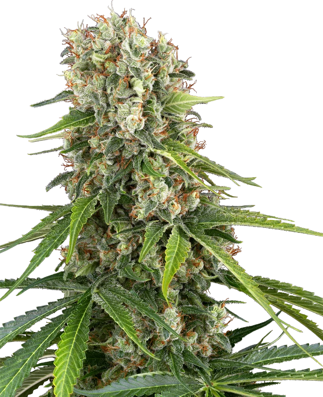 Blue Sunset Feminized