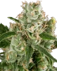 California Haze Feminized