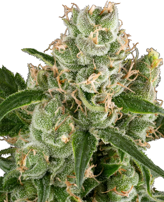 California Haze Feminized