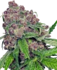 Cherry Bacio Feminized