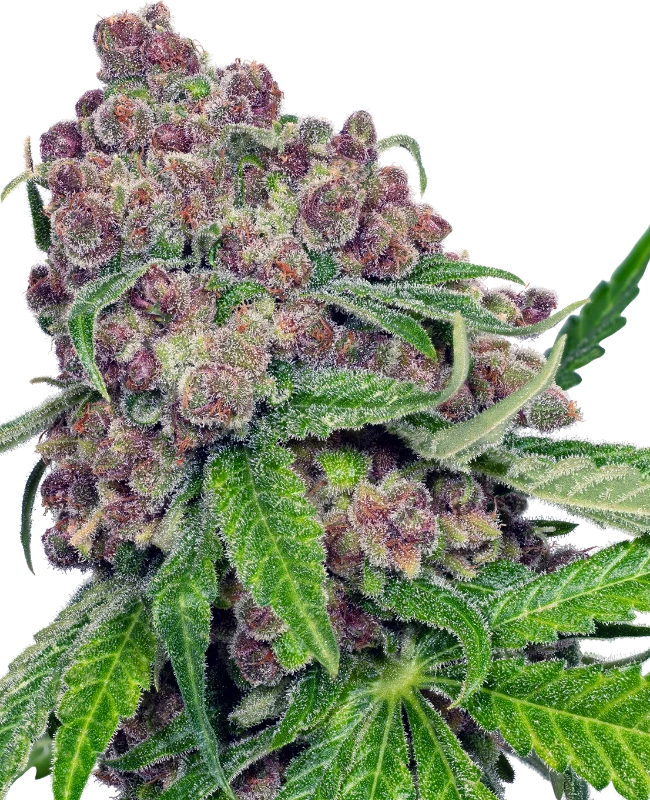 Cherry Bacio Feminized