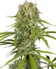 LA Sugar Feminized