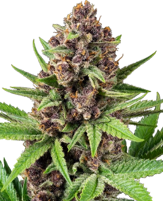 StrawZ Automatic