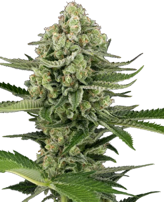 Buy Auto CBD Jack Herer (1:1) Strain Marijuana Seeds Online