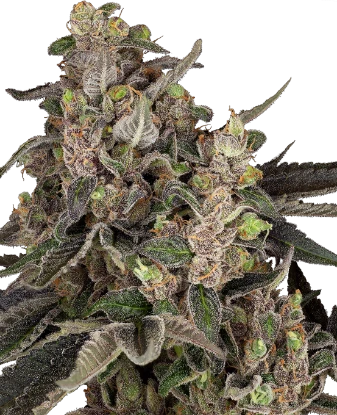 Bahama Mama Automatic
