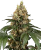 Chocolate Rainbow XXL Feminized