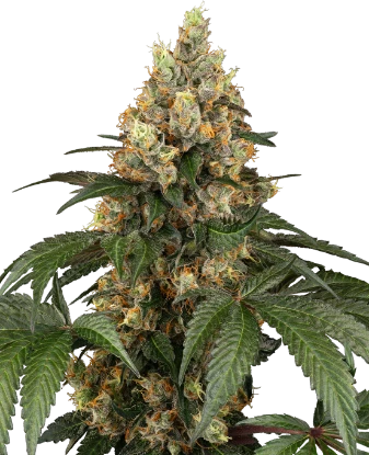 Chocolate Rainbow XXL Feminized