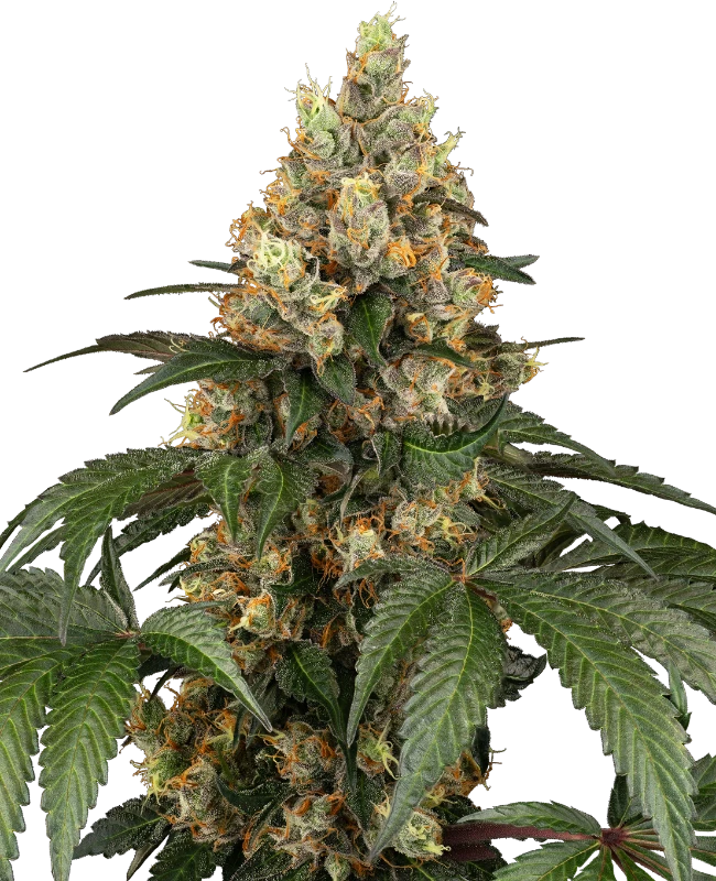 Chocolate Rainbow XXL Feminized