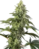 Cosmic Kiss Feminized