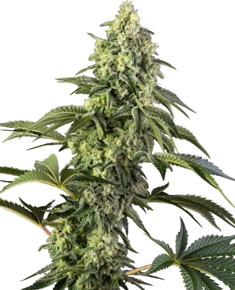 Cosmic Kiss Feminized