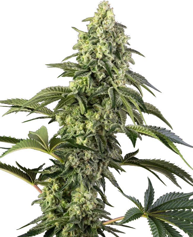 Cosmic Kiss Feminized